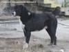 Baro ovvero Kayman, nel suo territorio in Transilvania, legato alla catena.